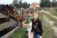 KONIK