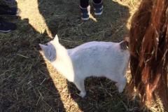 IMG-20220310-WA0043