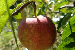 IMG20240925111305